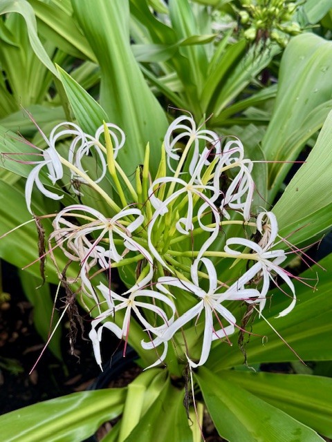 crinum-asiaticum-crinum-lily-tree-crinum
