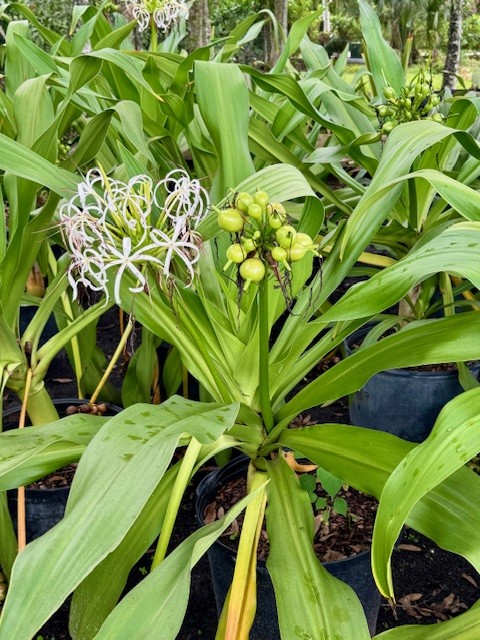 crinum-asiaticum-crinum-lily-tree-crinum