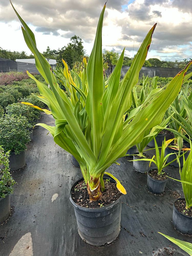 crinum-asiaticum-crinum-lily-tree-crinum