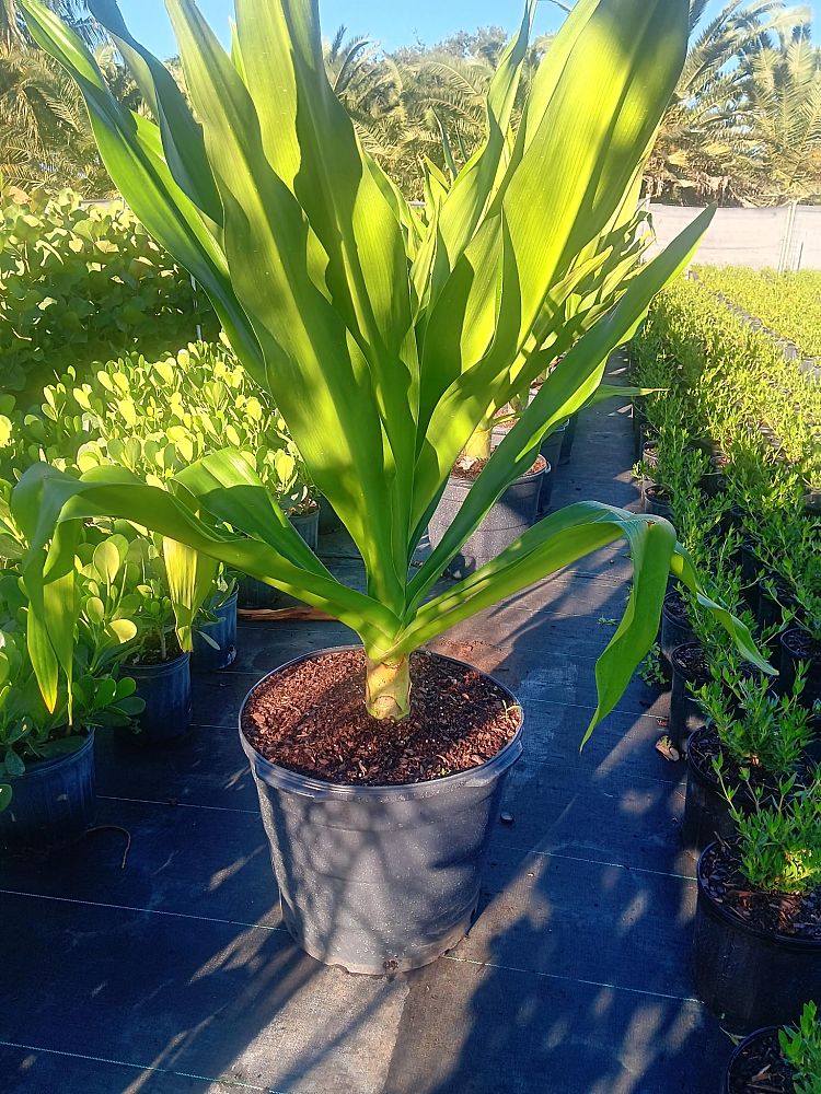 crinum-asiaticum-crinum-lily-tree-crinum