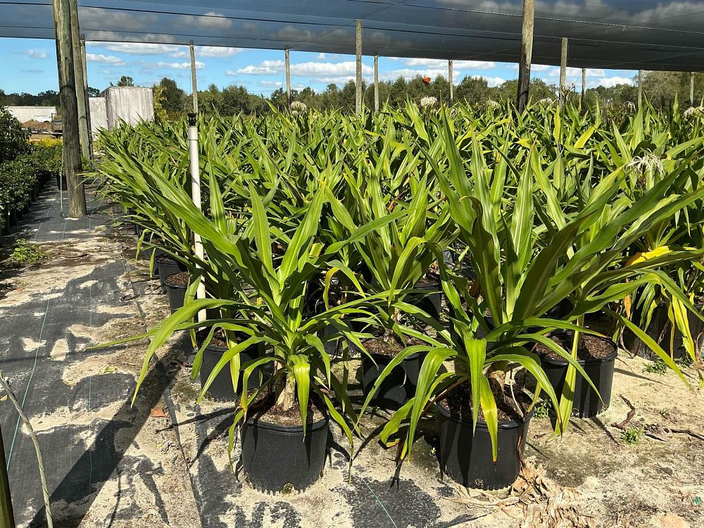 crinum-asiaticum-crinum-lily-tree-crinum