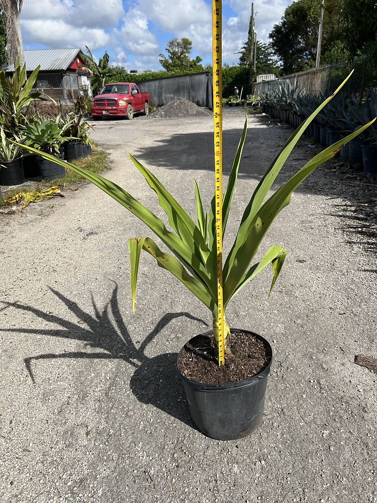 crinum-asiaticum-crinum-lily-tree-crinum