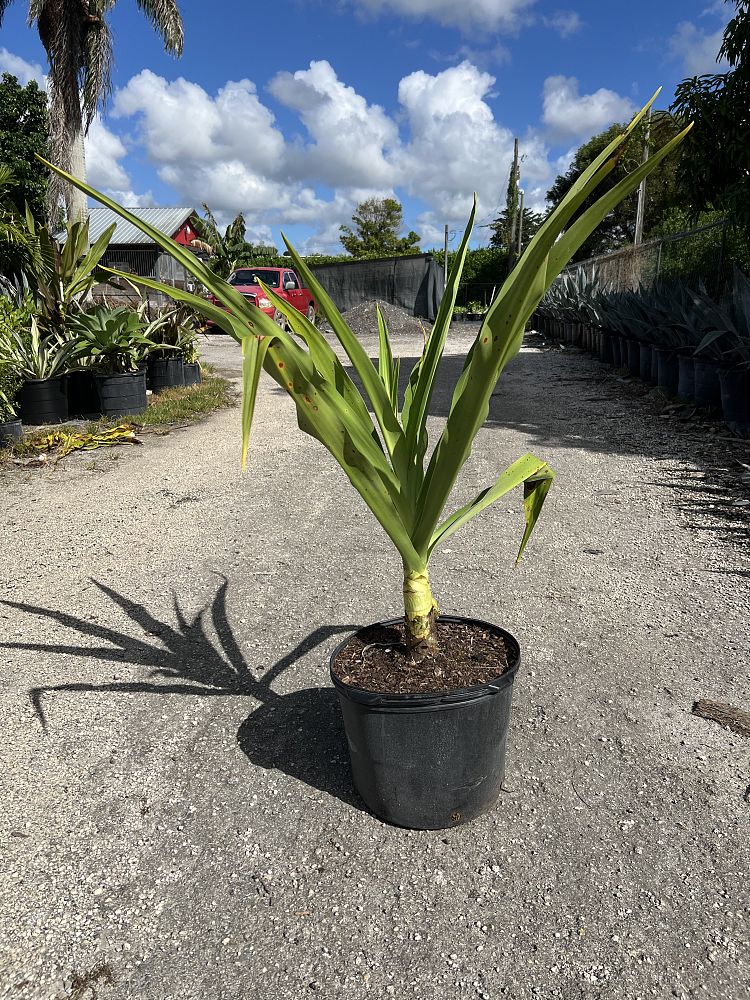 crinum-asiaticum-crinum-lily-tree-crinum