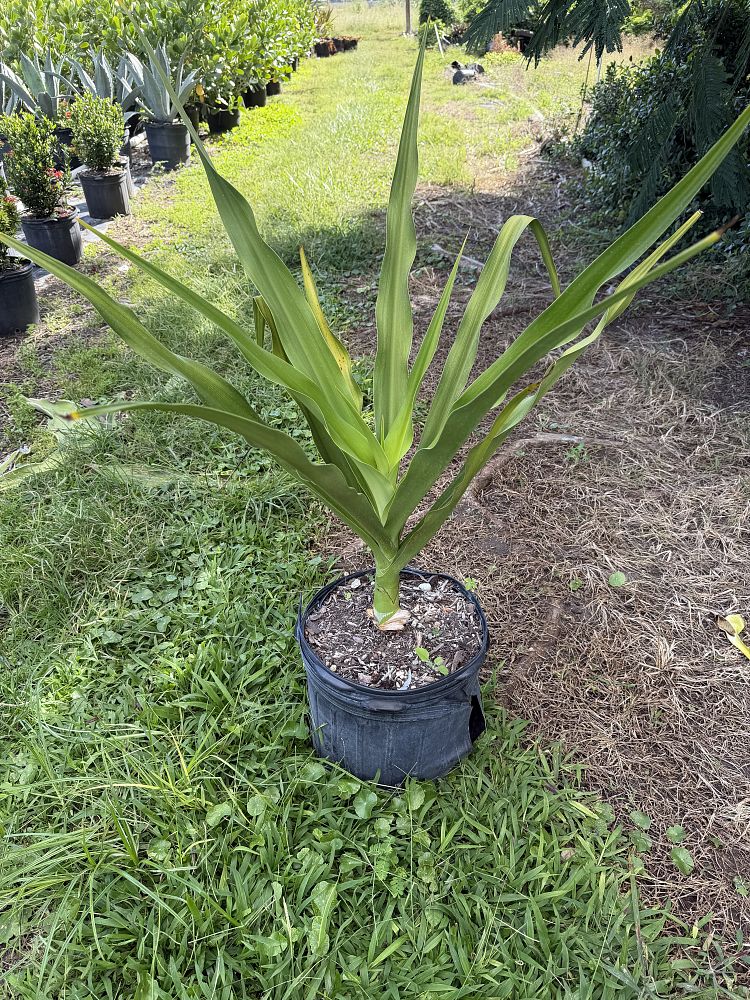 crinum-asiaticum-crinum-lily-tree-crinum