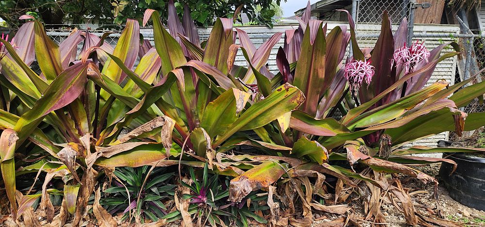 crinum-asiaticum-queen-anne-crinum-lily