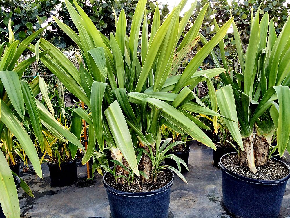 crinum-asiaticum-variegated-crinum-lily