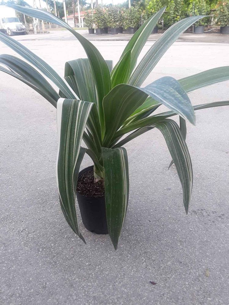 crinum-asiaticum-variegated-crinum-lily