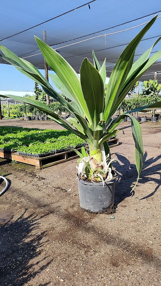 crinum-asiaticum-variegated-crinum-lily
