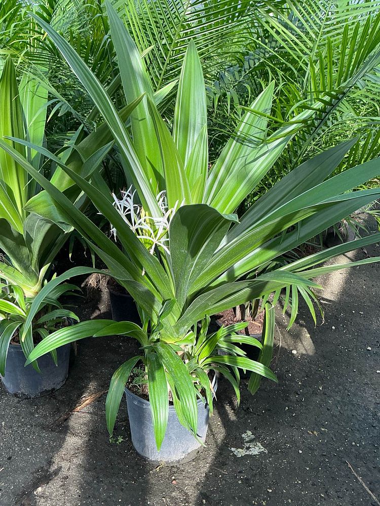 crinum-asiaticum-variegated-crinum-lily