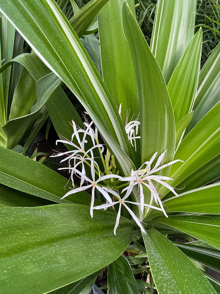 crinum-asiaticum-variegated-crinum-lily