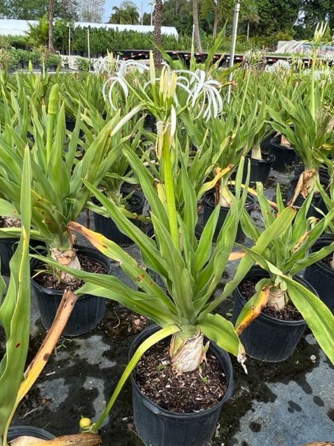 crinum-augustum-crinum-lily