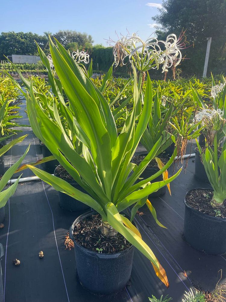 crinum-augustum-crinum-lily