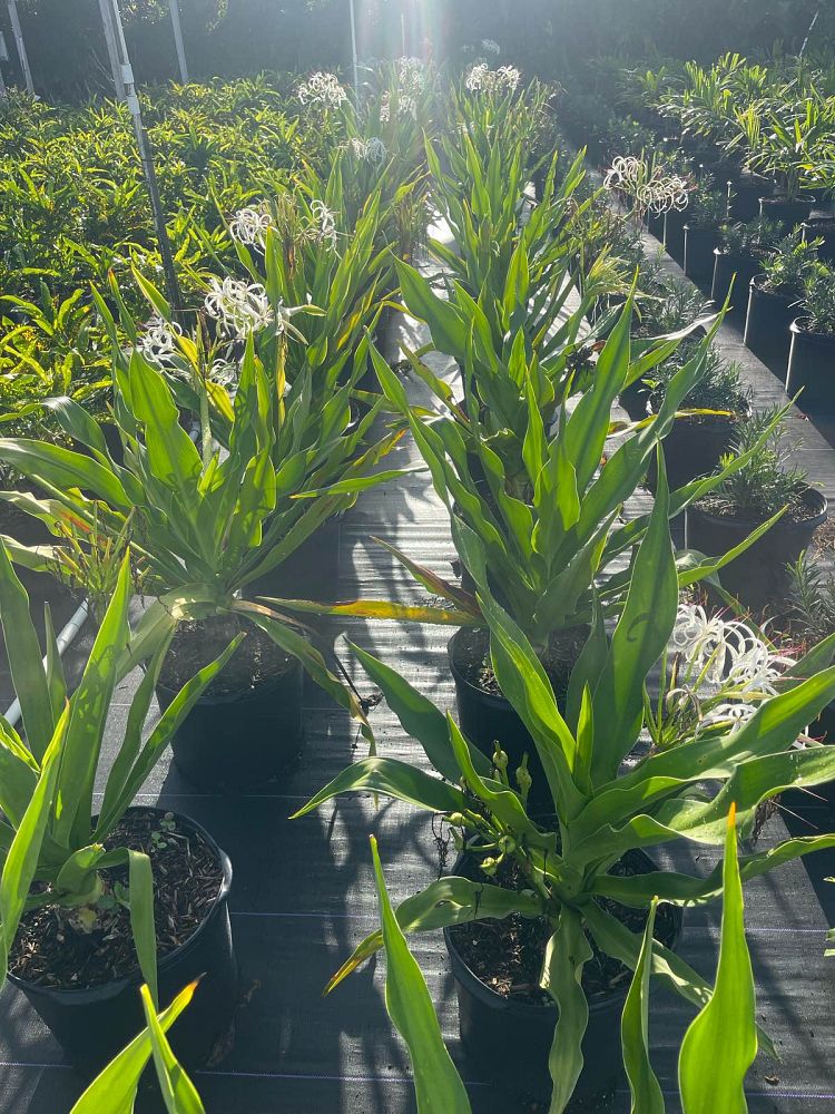 crinum-augustum-crinum-lily