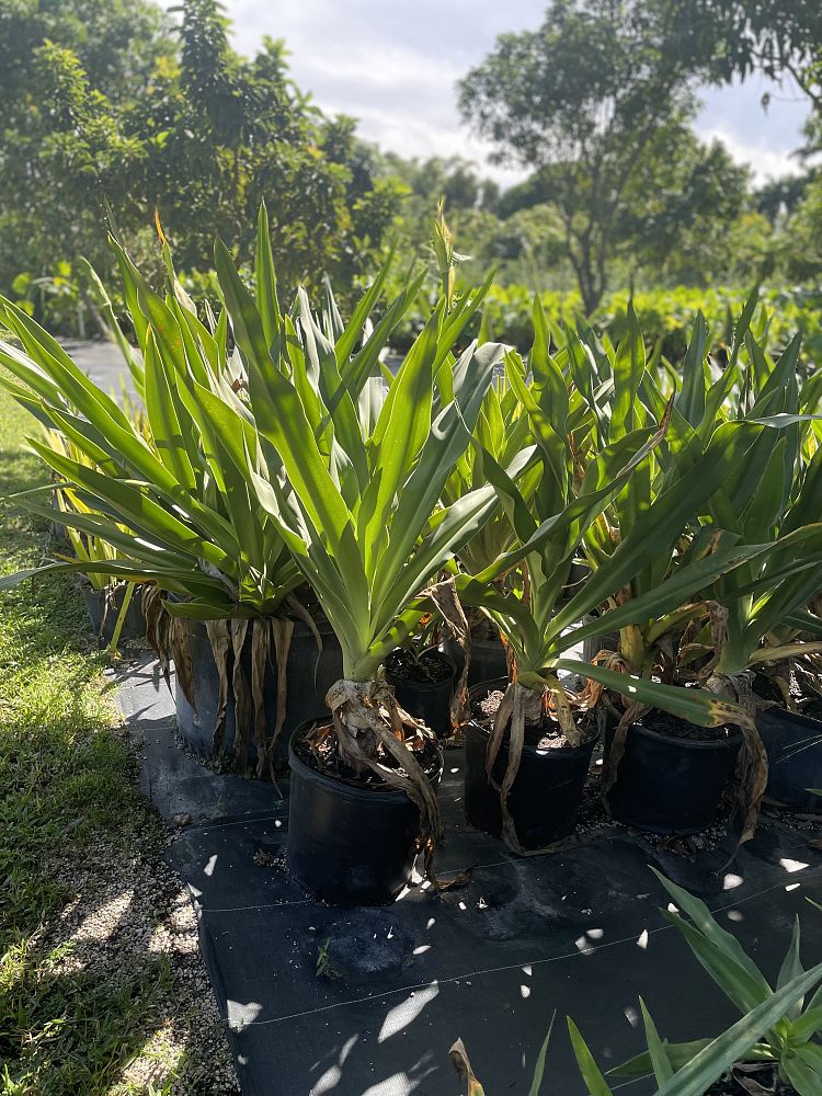 crinum-augustum-crinum-lily