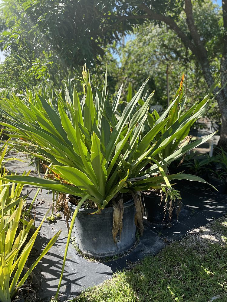 crinum-augustum-crinum-lily