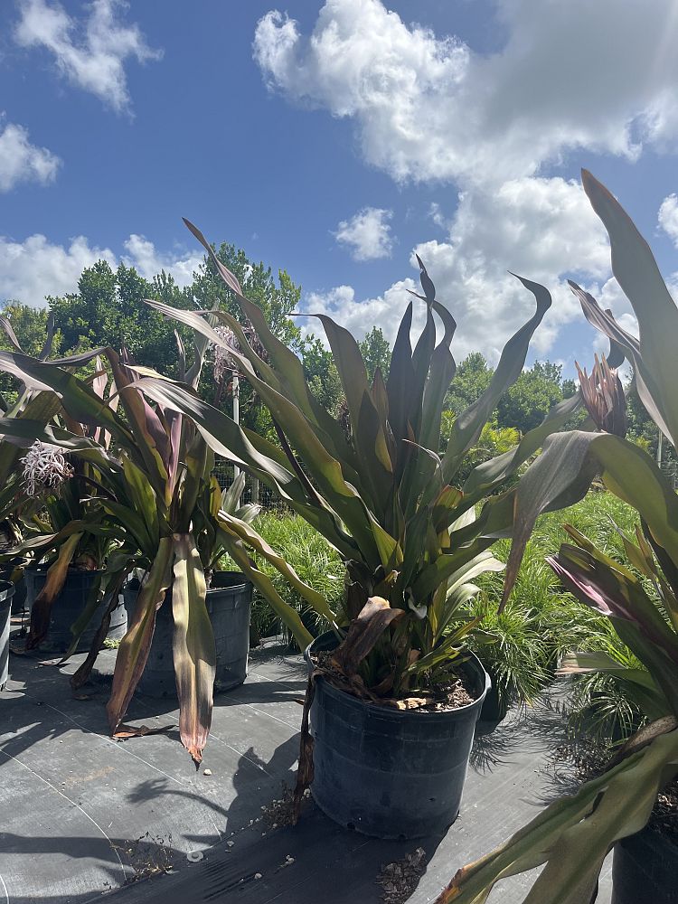 crinum-augustum-crinum-lily