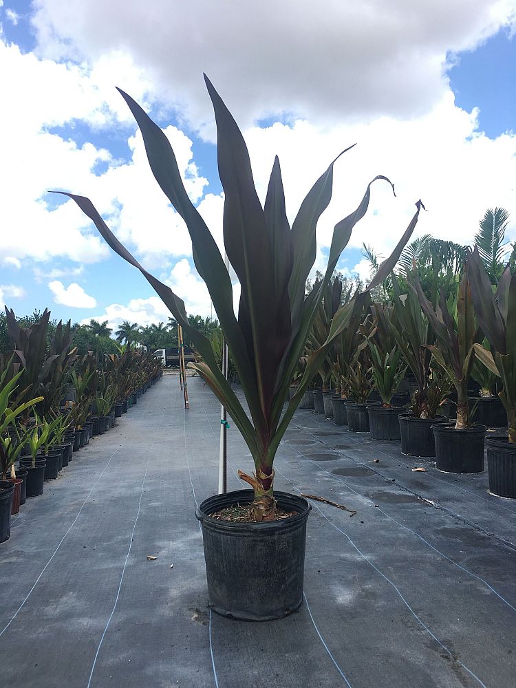 crinum-augustum-queen-emma-crinum-lily-queen-emma