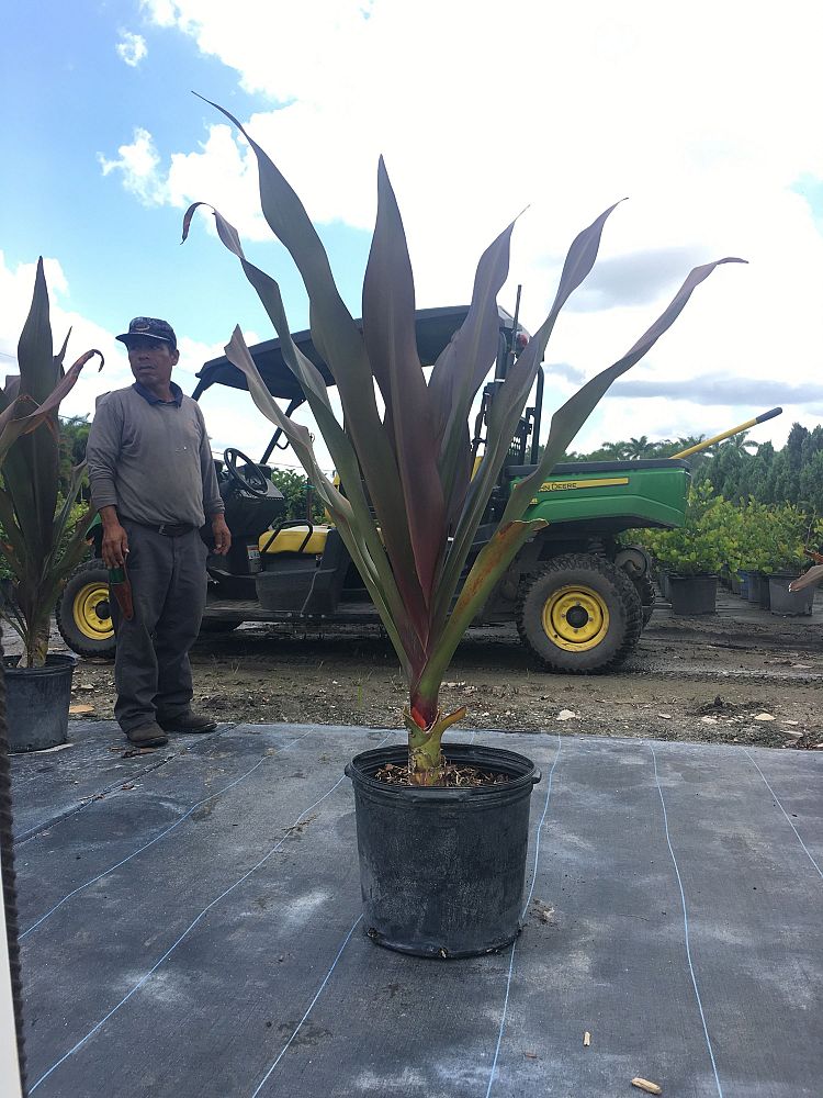 crinum-augustum-queen-emma-crinum-lily-queen-emma