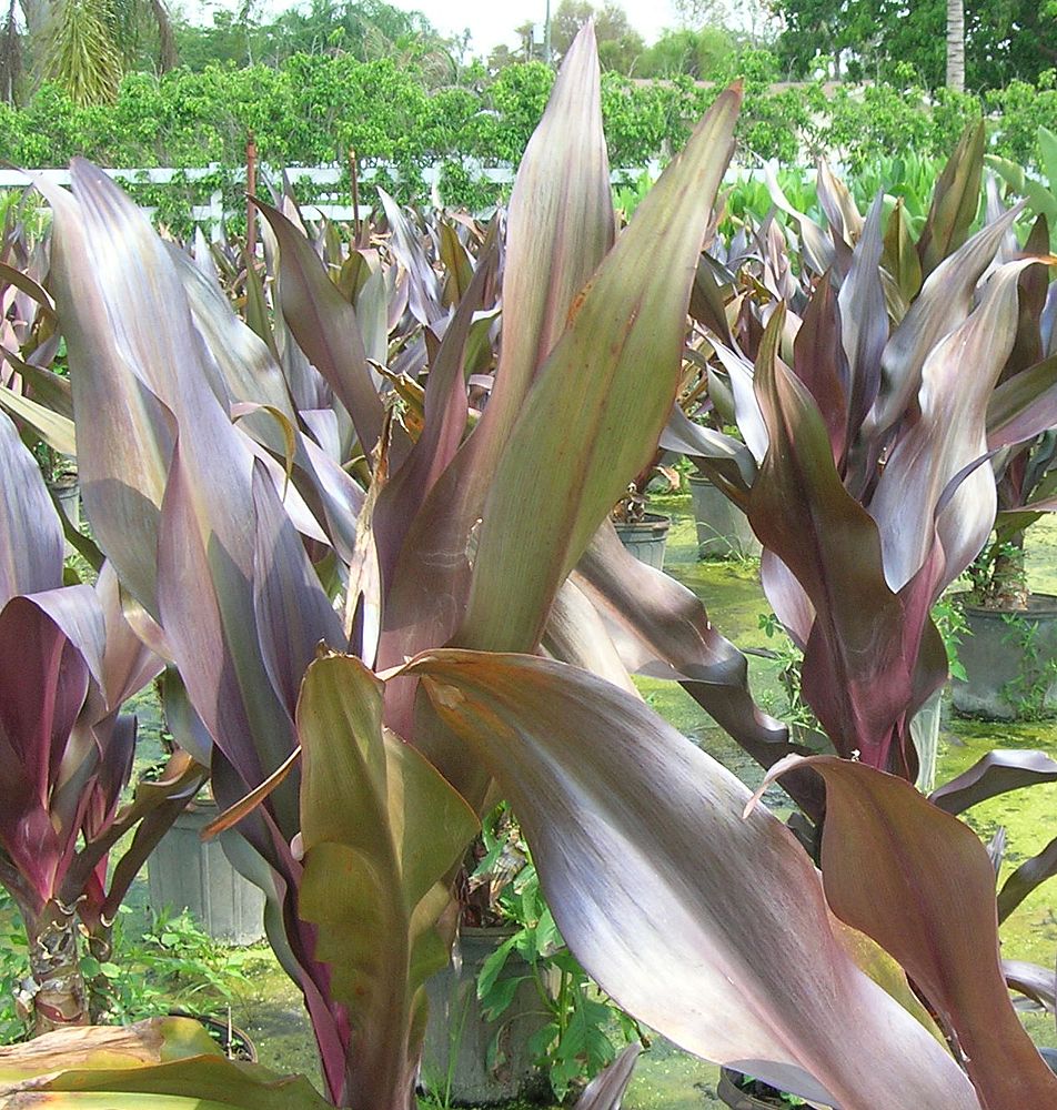 crinum-augustum-queen-emma-crinum-lily-queen-emma