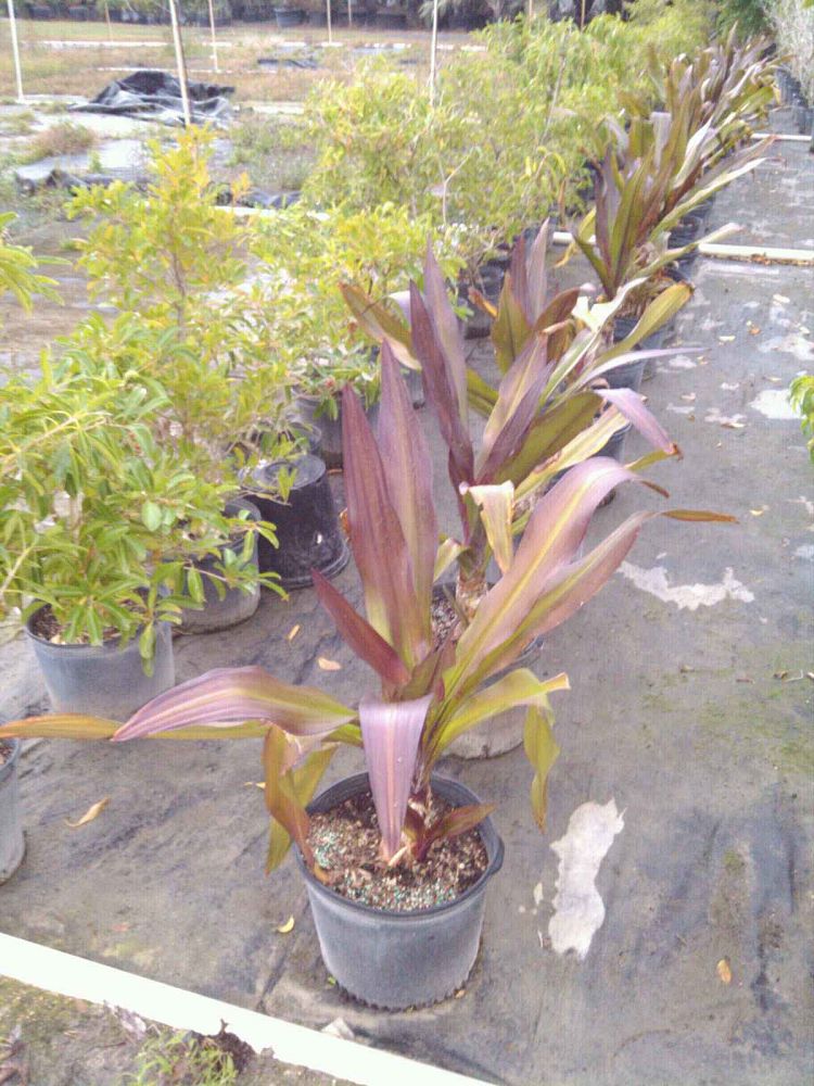 crinum-augustum-queen-emma-crinum-lily-queen-emma