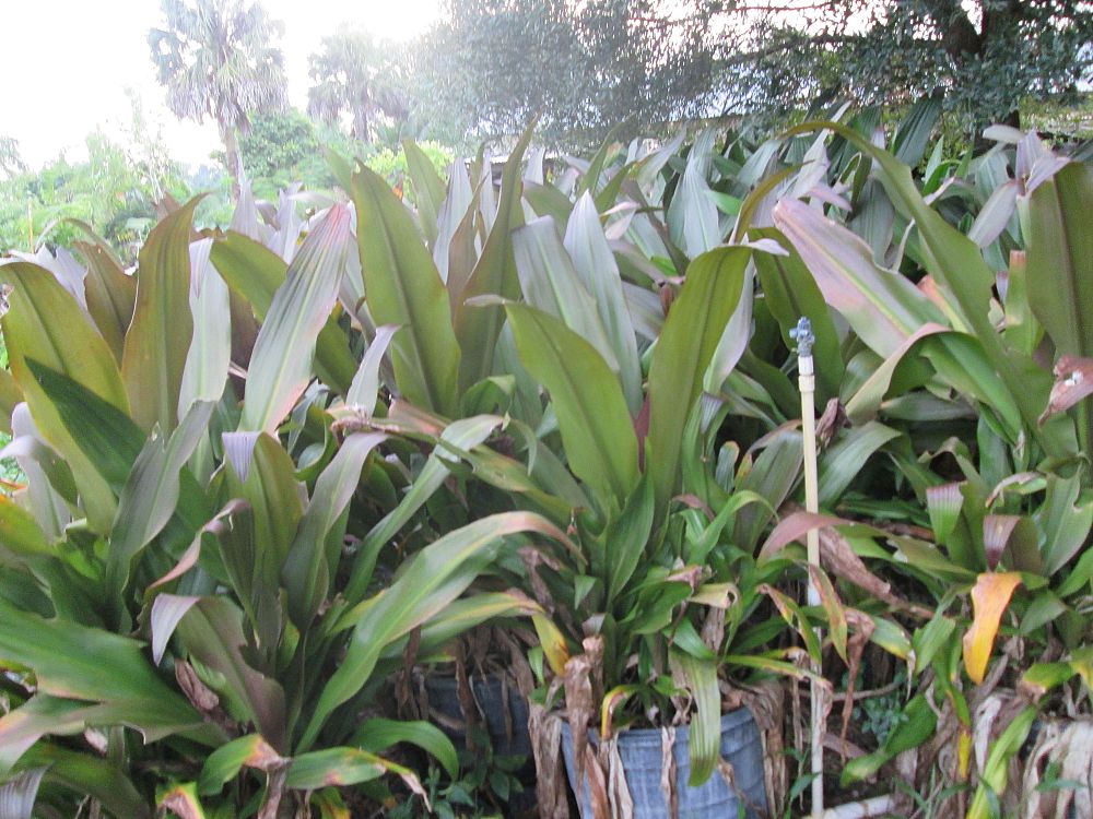 crinum-augustum-queen-emma-crinum-lily-queen-emma