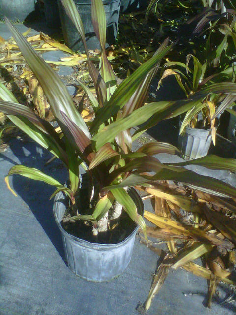 crinum-augustum-queen-emma-crinum-lily-queen-emma