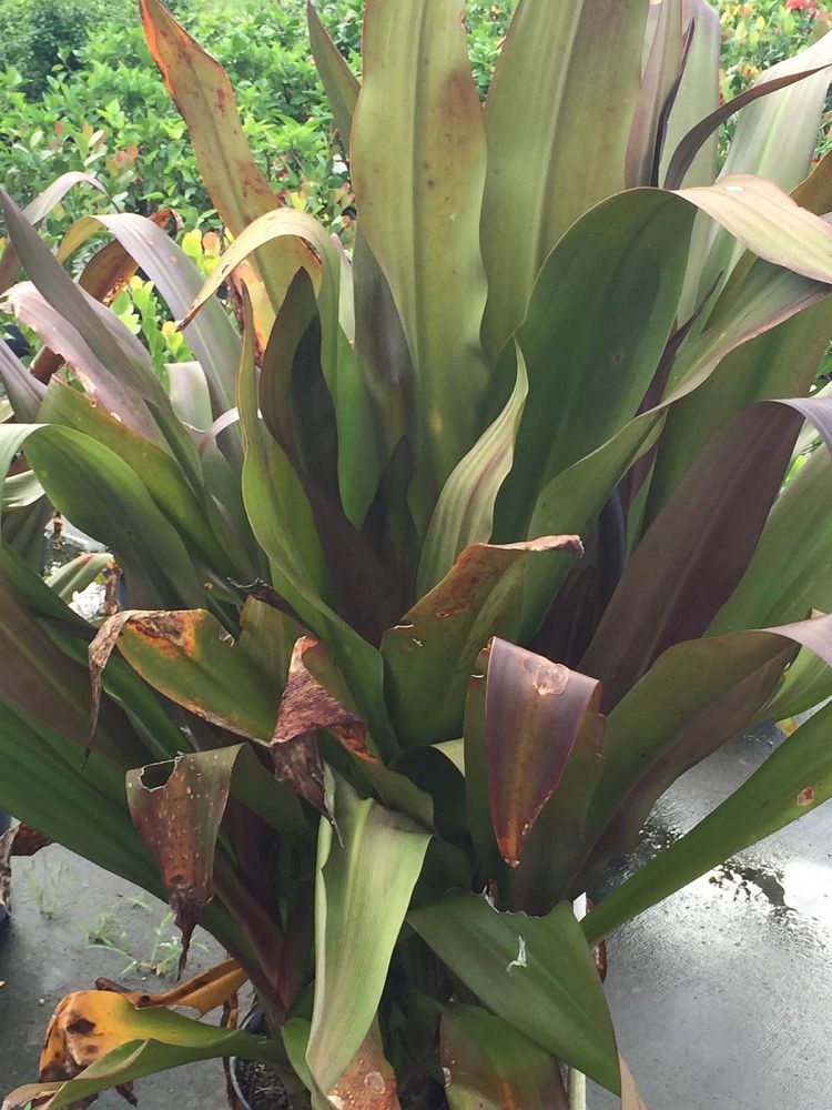 crinum-augustum-queen-emma-crinum-lily-queen-emma