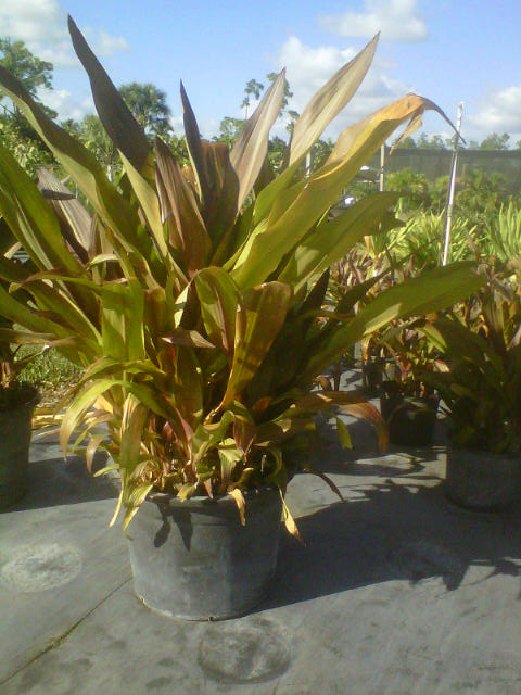 crinum-augustum-queen-emma-crinum-lily-queen-emma