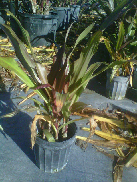 crinum-augustum-queen-emma-crinum-lily-queen-emma