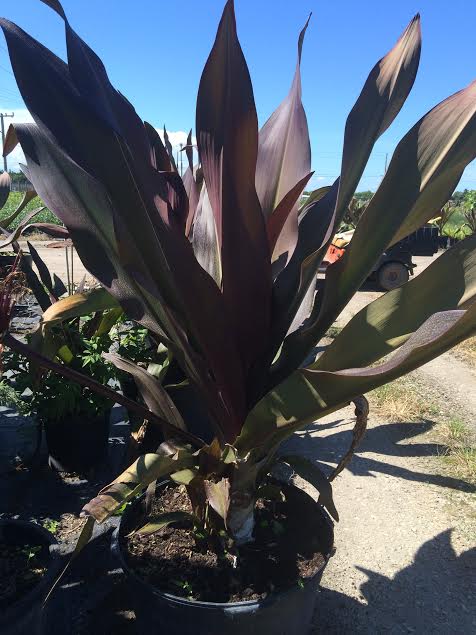 crinum-augustum-queen-emma-crinum-lily-queen-emma