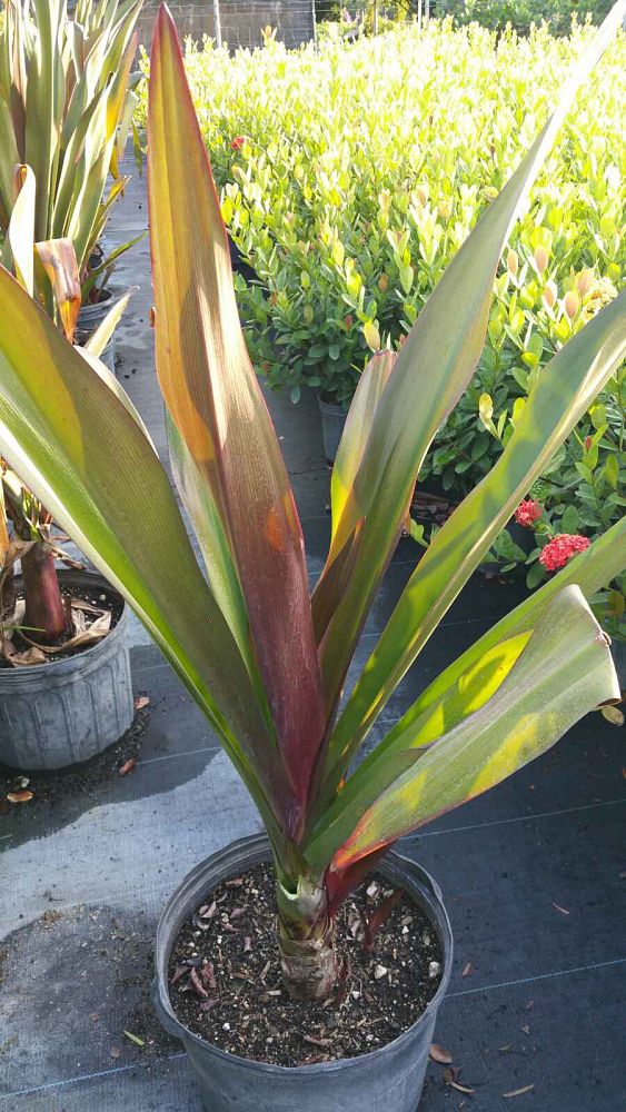 crinum-augustum-queen-emma-crinum-lily-queen-emma