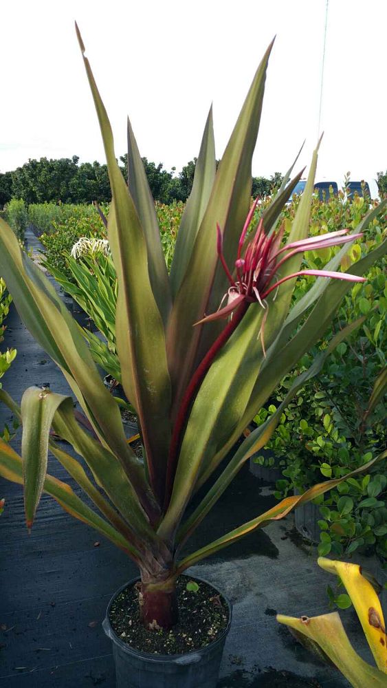 crinum-augustum-queen-emma-crinum-lily-queen-emma