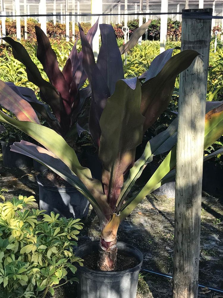 crinum-augustum-queen-emma-crinum-lily-queen-emma
