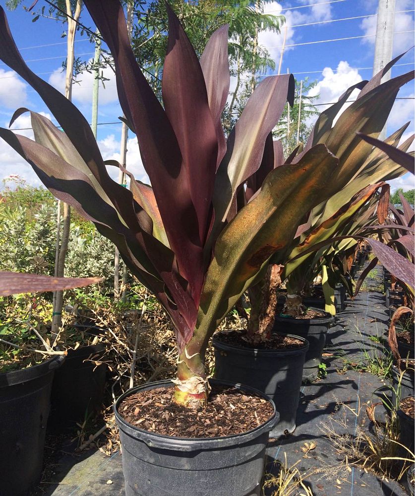 crinum-augustum-queen-emma-crinum-lily-queen-emma