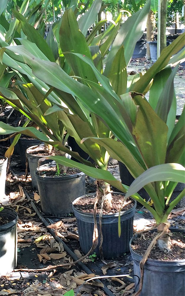 crinum-augustum-queen-emma-crinum-lily-queen-emma