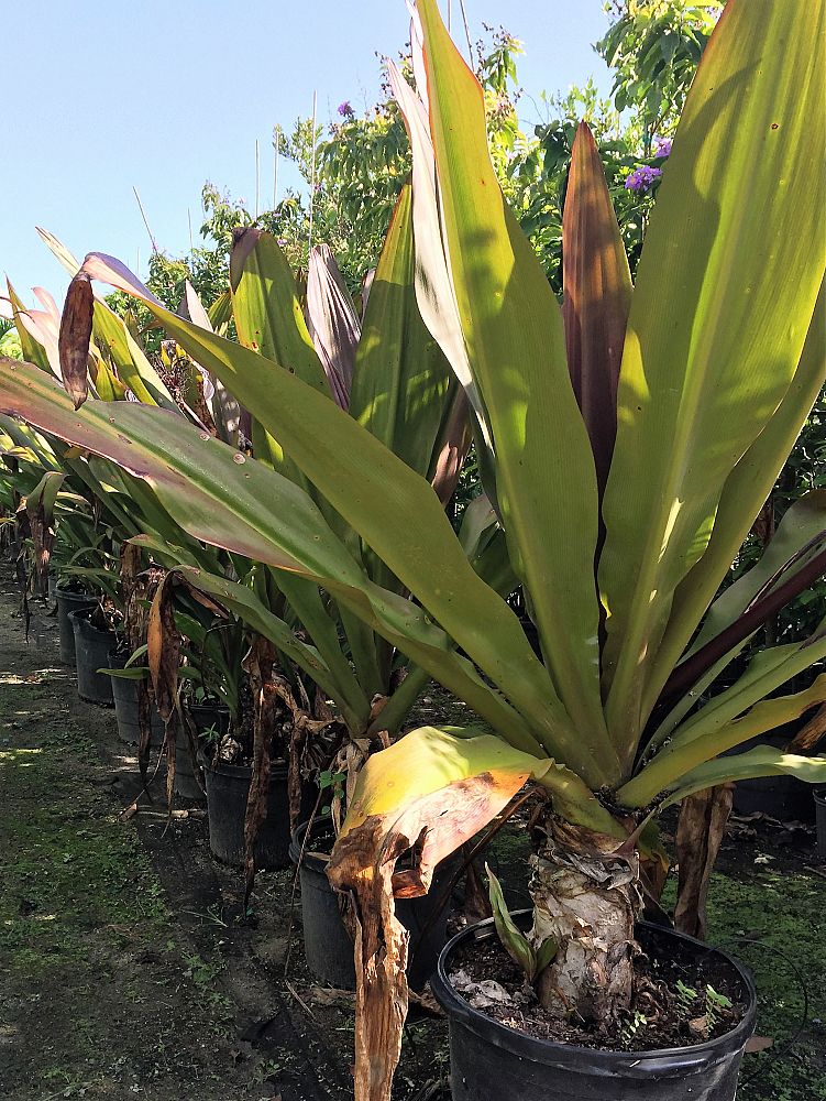 crinum-augustum-queen-emma-crinum-lily-queen-emma