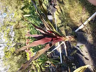 crinum-augustum-queen-emma-crinum-lily-queen-emma