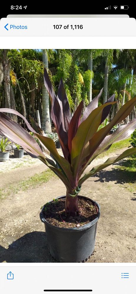 crinum-augustum-queen-emma-crinum-lily-queen-emma