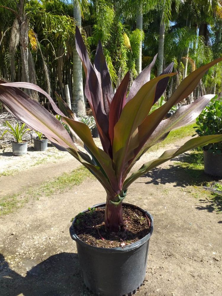 crinum-augustum-queen-emma-crinum-lily-queen-emma