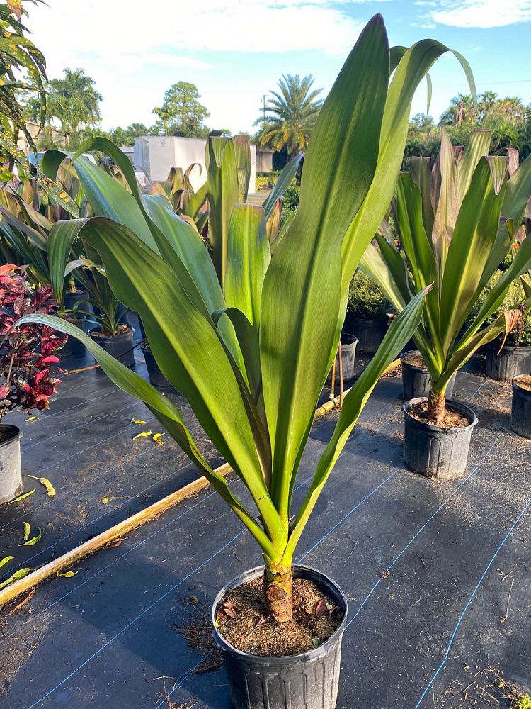crinum-augustum-queen-emma-crinum-lily-queen-emma