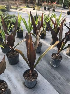 crinum-augustum-queen-emma-crinum-lily-queen-emma