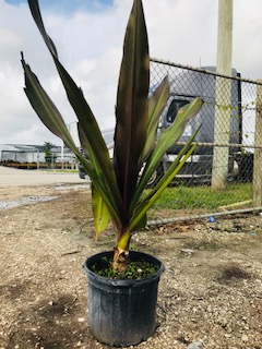 crinum-augustum-queen-emma-crinum-lily-queen-emma
