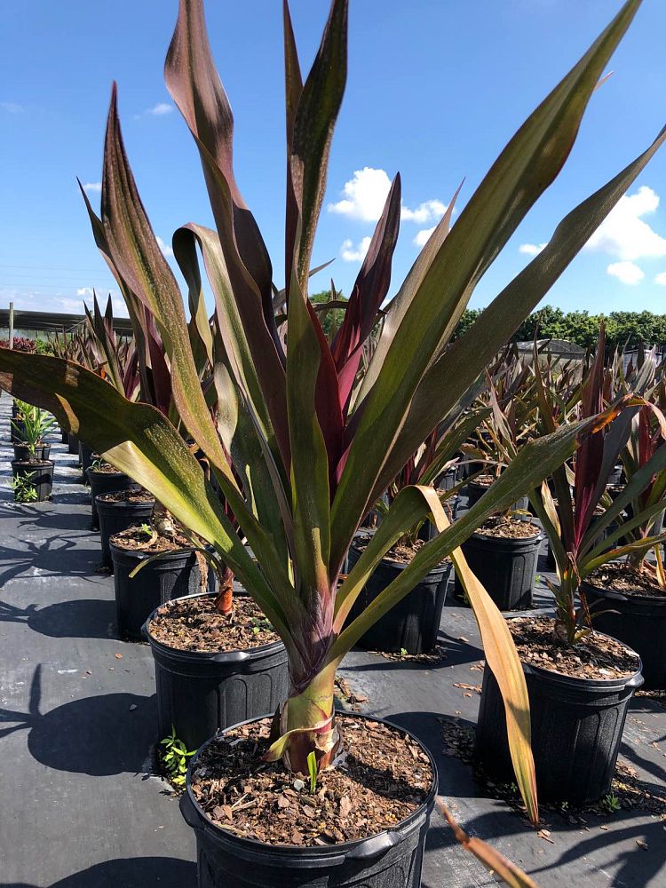 crinum-augustum-queen-emma-crinum-lily-queen-emma