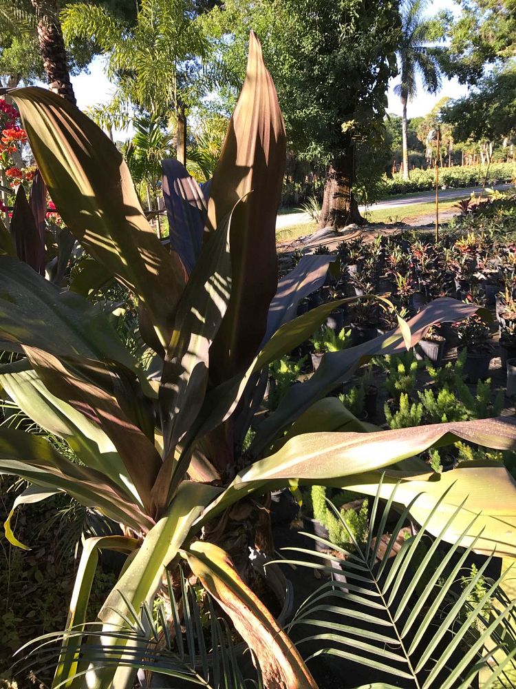 crinum-augustum-queen-emma-crinum-lily-queen-emma
