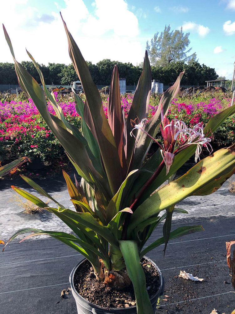 crinum-augustum-queen-emma-crinum-lily-queen-emma