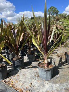 crinum-augustum-queen-emma-crinum-lily-queen-emma