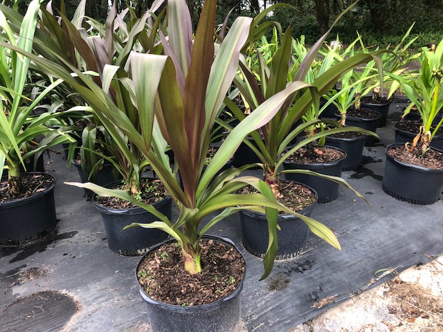 crinum-augustum-queen-emma-crinum-lily-queen-emma