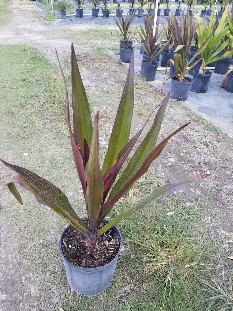 crinum-augustum-queen-emma-crinum-lily-queen-emma