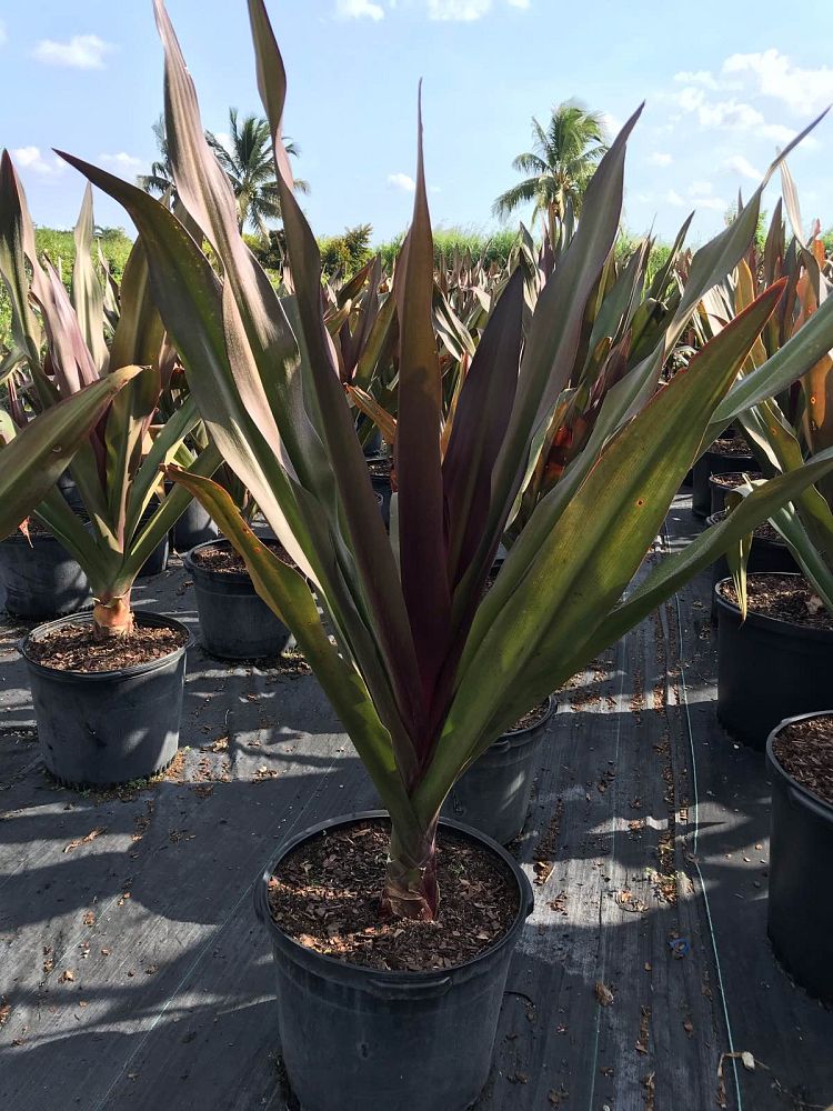 crinum-augustum-queen-emma-crinum-lily-queen-emma