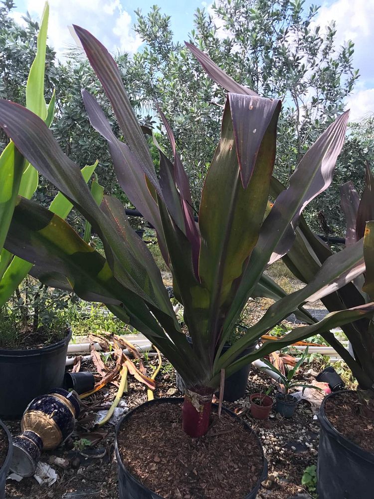 crinum-augustum-queen-emma-crinum-lily-queen-emma